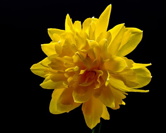 Lightbox-Daffodil-2