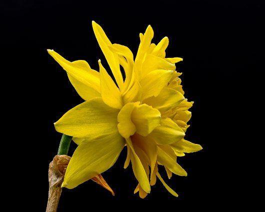 Lightbox-Daffodil-3