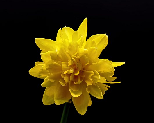 Lightbox-Daffodil-6
