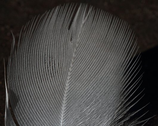 Macro-Feather